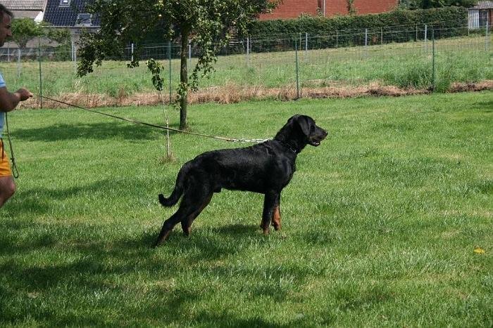 chien DM (8)